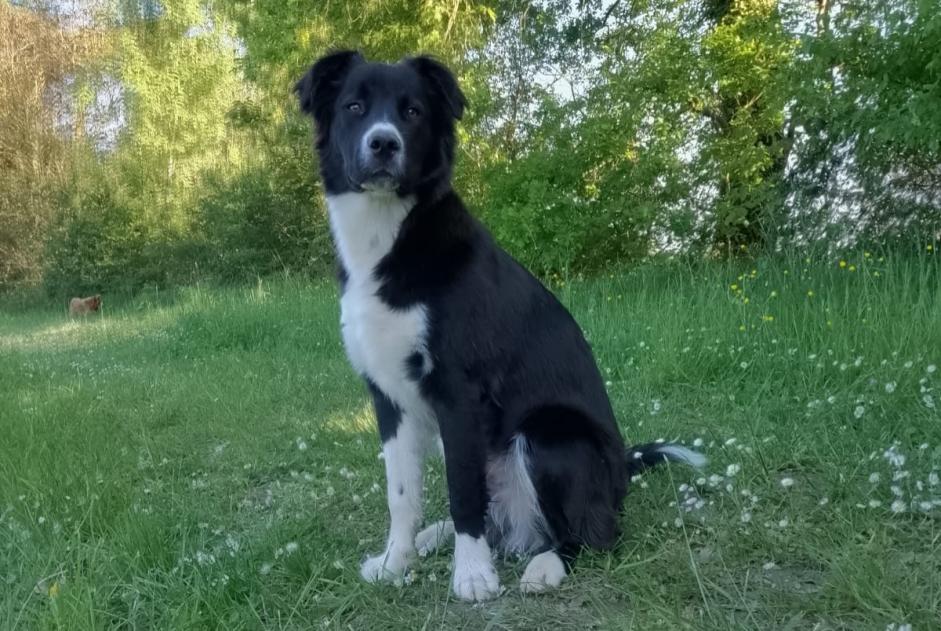 Vermisstmeldung Hund rassenmischung Männliche , 0 jahre Antonne-et-Trigonant Frankreich Vermisstmeldung Hund rassenmischung Männliche , 0 jahre Antonne-et-Trigonant Frankreich