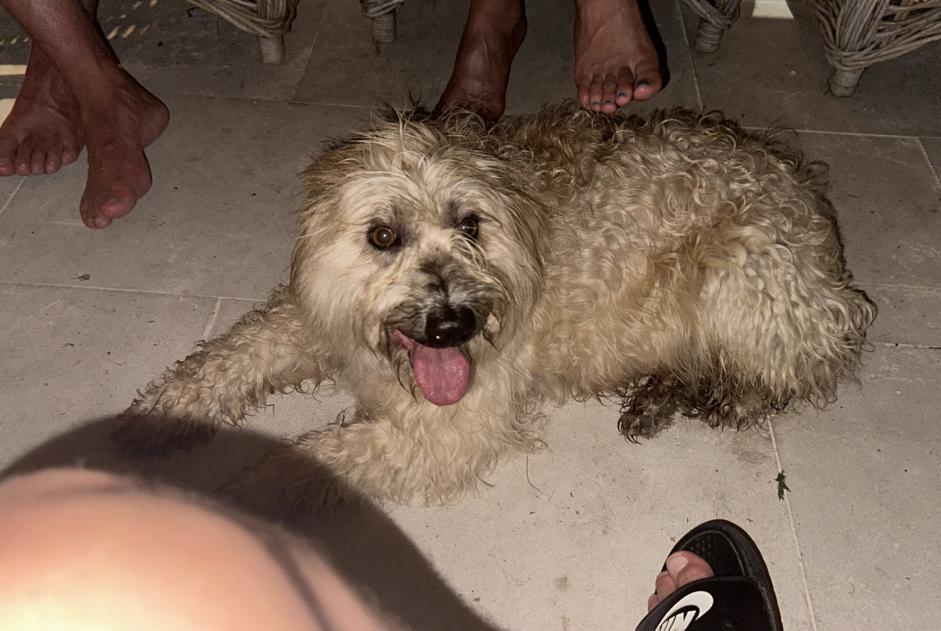 Alerte Découverte Chien croisement Femelle , 5 ans Eymet France Alerte Découverte Chien croisement Femelle , 5 ans Eymet France