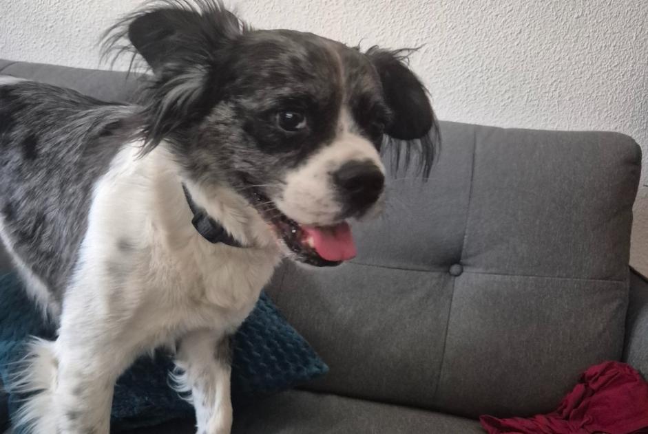 Alerte Découverte Chien croisement Femelle , 7 ans Périgueux France Alerte Découverte Chien croisement Femelle , 7 ans Périgueux France