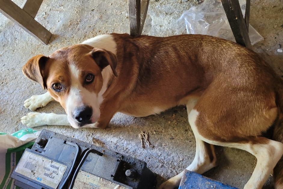 Alerte Découverte Chien Femelle , 3 ans Bayac France