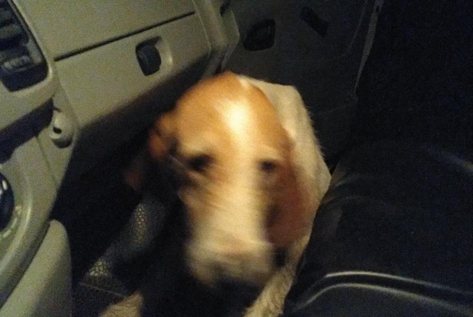 Ontdekkingsalarm Hond Onbekend , 6 jaar Busserolles Frankrijk