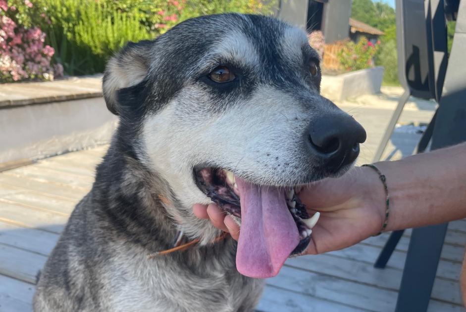 Ontdekkingsalarm Hond rassenvermenging Mannetje Saint-Rémy Frankrijk Ontdekkingsalarm Hond rassenvermenging Mannetje Saint-Rémy Frankrijk