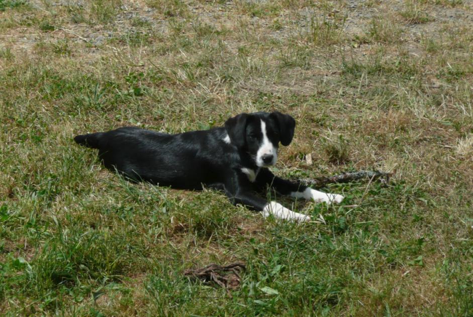 Alerta desaparecimento Cão cruzamento Fêmea , 11 anos Thiviers France Alerta desaparecimento Cão cruzamento Fêmea , 11 anos Thiviers France